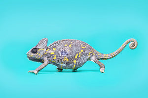 Veiled Chameleon - Andrew McGibbon