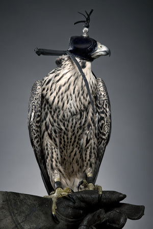 Peregrine Falcon - Andrew McGibbon