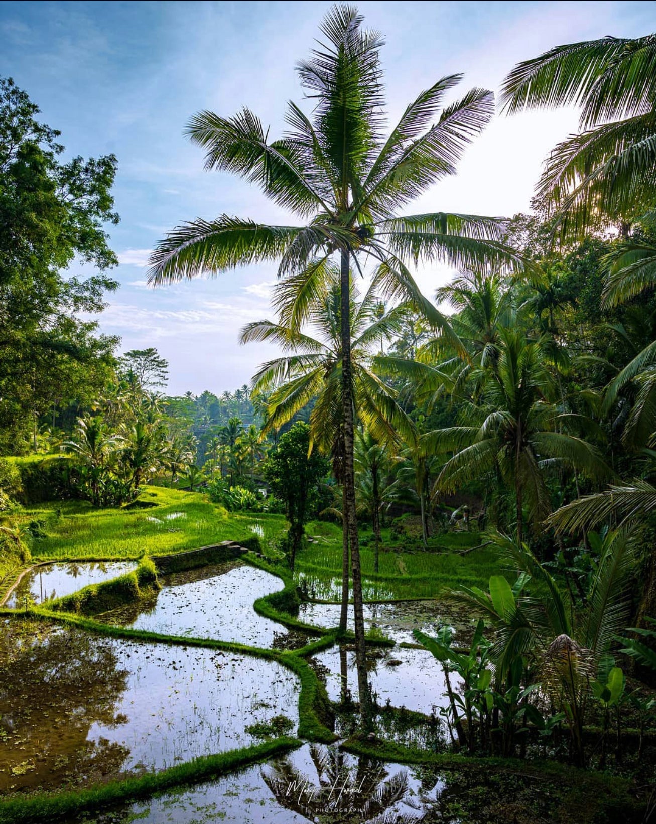 Rice Fields- Moritz Hormel