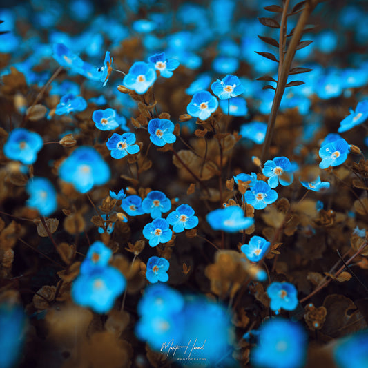 Flower Love - Moritz Hormel
