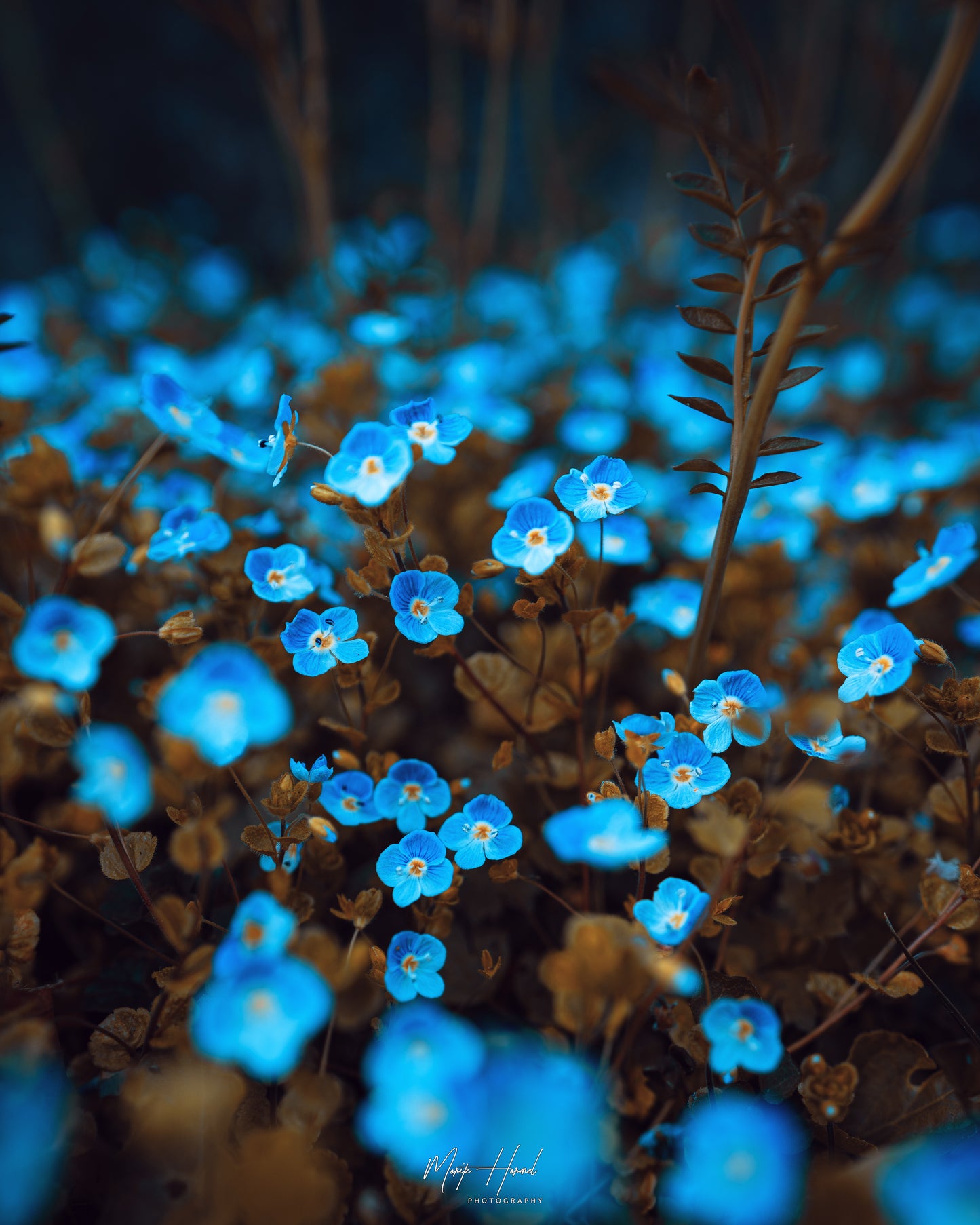 Flower Love - Moritz Hormel