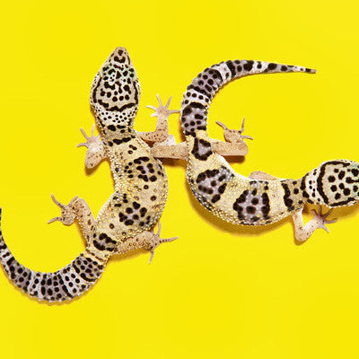 Leopard Geckos - Andrew McGibbon